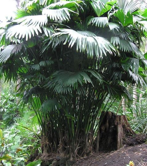 Carludovica Species, Carludovica Palm, Panama Hat Plant