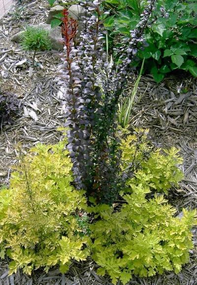 Berberis, Japanese Barberry Helmond Pillar