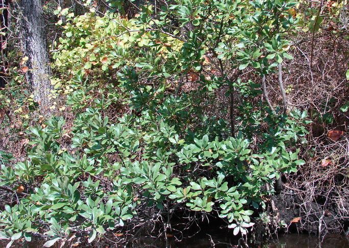 Northern Bayberry