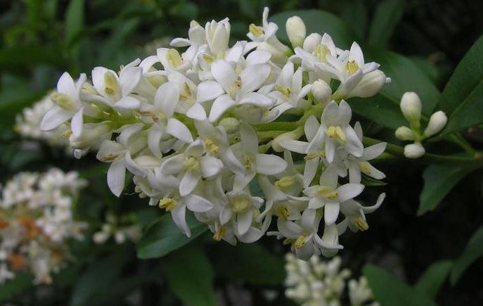Ligustrum Species, Common Privet, European Privet, Wild Privet