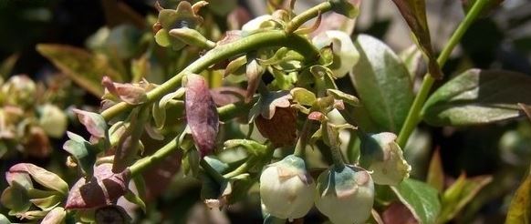 Vaccinium, Highbush Blueberry Patriot