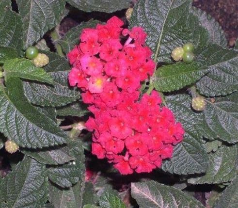 Lantana Radiation