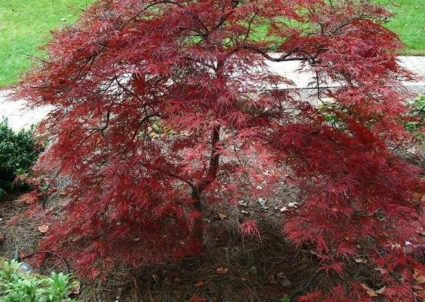 Acer, Cutleaf Japanese Maple, Threadleaf Japanese Maple Garnet