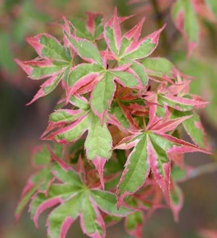 Acer, Japanese Maple Beni Schichihenge