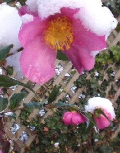 Camellia, Hybrid Camellia Winters Star