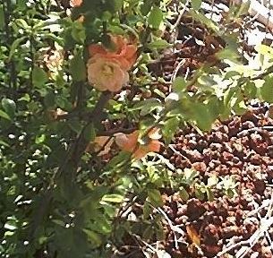 Chaenomeles, Japanese Flowering Quince Cameo
