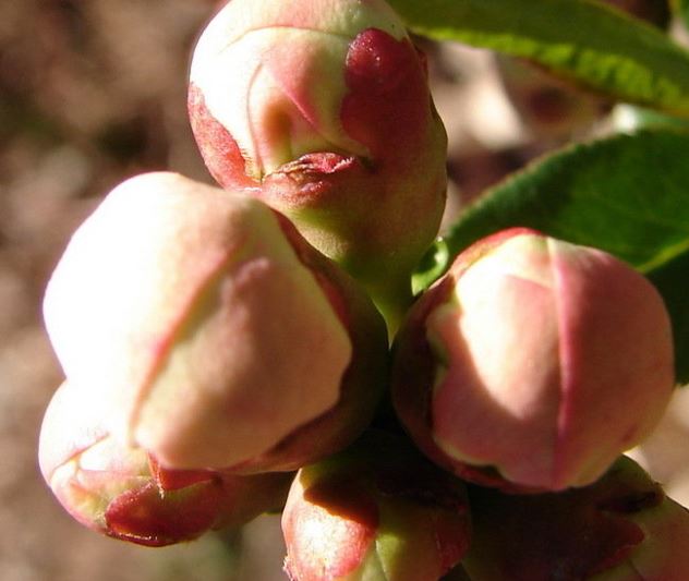 Chaenomeles, Flowering Quince Contorta