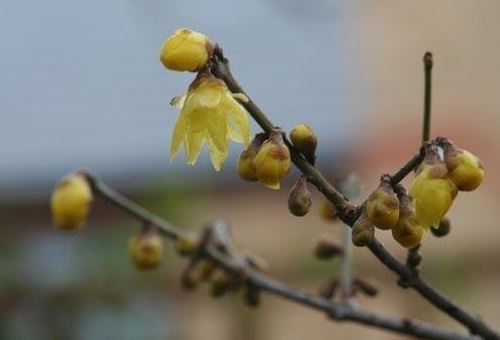 Chimonanthus, Fragrant Wintersweet Tree Luteus