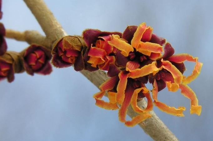 Hamamelis, Witch Hazel Jelena