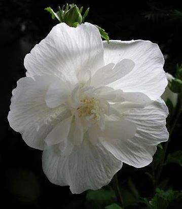 Hibiscus, Rose of Sharon, Shrub Althea White Chiffon