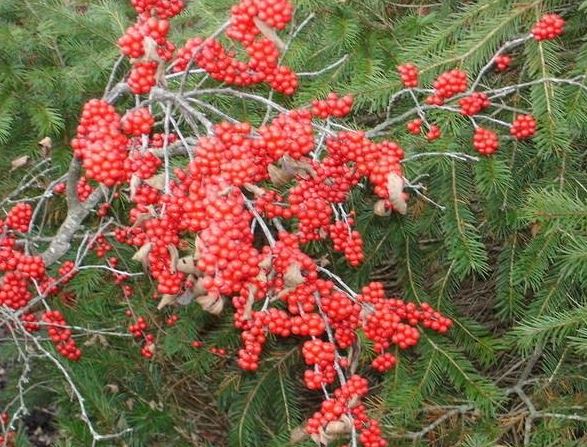 Winterberry Holly, Black Alder Winter Red