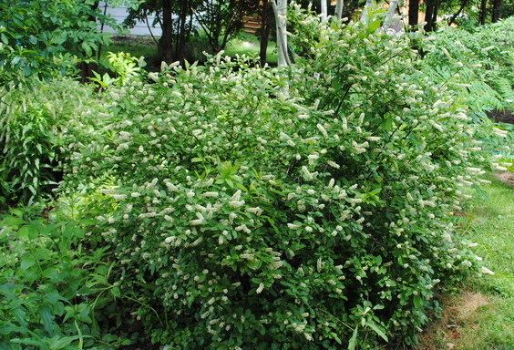 Itea Species, Virginia Sweetspire, Virginia Willow, Gooseberry, Tassel-White