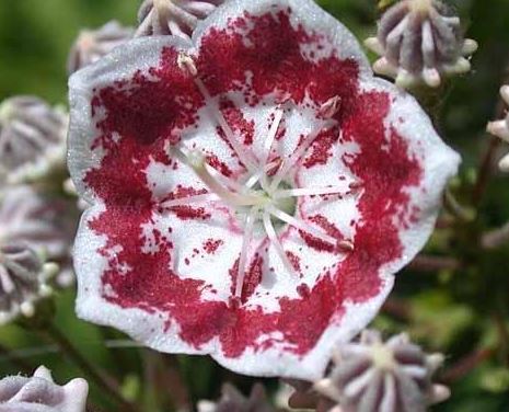 Kalmia, Calico Bush, Mountain Laurel, Spoonwood Minuet