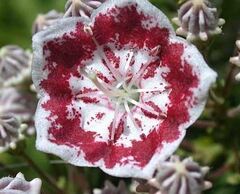 Kalmia, Calico Bush, Mountain Laurel, Spoonwood 'Minuet'