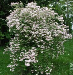 Kolkwitzia, Beauty Bush, Beautybush 'Pink Cloud'