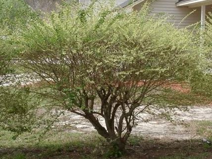Ligustrum, Japanese Privet, Waxleaf Privet Variegatum