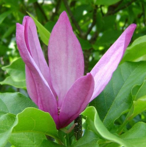 Magnolia Betty