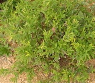Japanese Spirea, Japanese Meadowsweet, Maybush Shibori