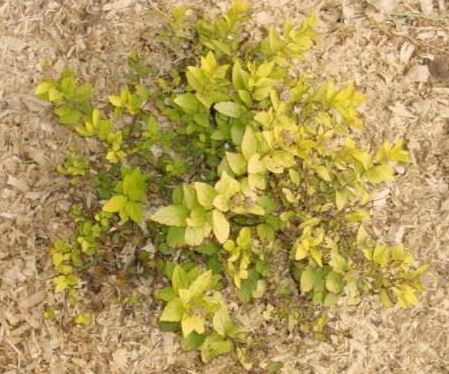 Spiraea, Japanese Meadowsweet, Japanese Spirea, Maybush Goldmound