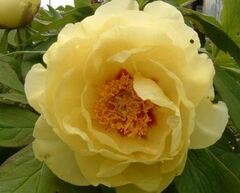 Hybrid Lutea, Tree Peony 'High Noon'