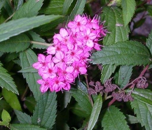 Spiraea, Japanese Meadowsweet, Japanese Spirea, Maybush Neon Flash