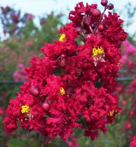 Lagerstroemia, Crape Myrtle, Crepe Myrtle Siren Red