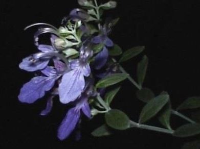 Teucrium, Shrubby Germander, Silver Bush Germander,Tree Germander, Tutti-Frutti Azurea