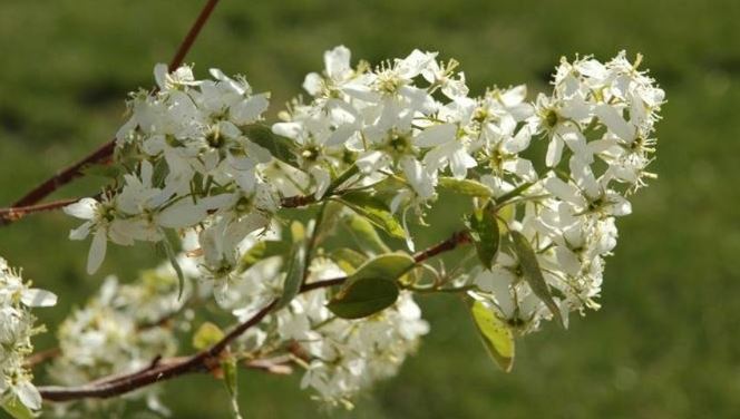 Apple Serviceberry Autumn Brilliance