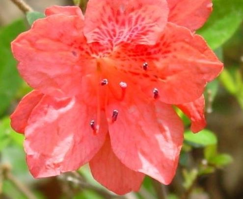 Rhododendron, Azalea Fashion