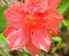 Rhododendron, Azalea 'Fashion'