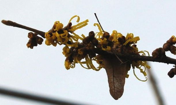 Hamamelis, Witch Hazel Pallida