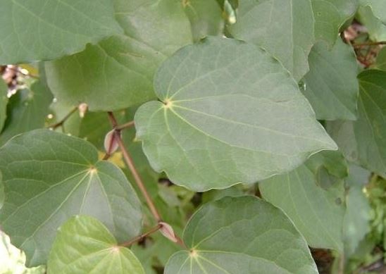 Macropiper Species, Kawakawa, Pepper Tree