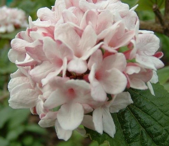 Viburnum, Koreanspice Viburnum Aurora