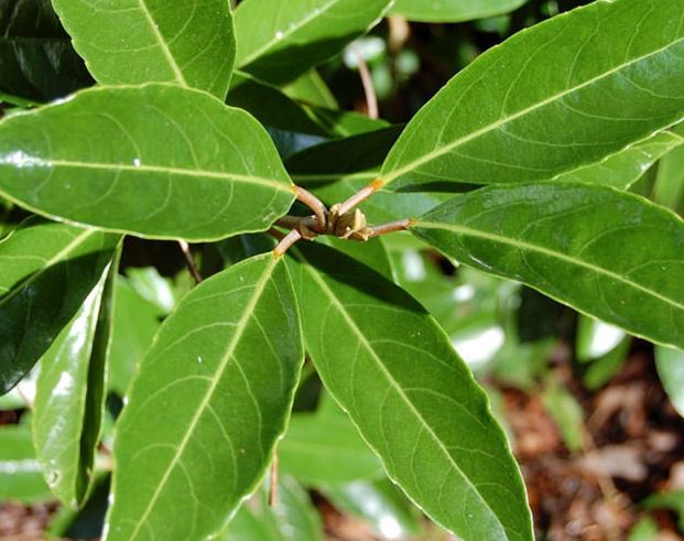 Viburnum, Sweet Viburnum Chindo