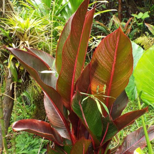 Heliconia Species, Blood Banana, Red Leaf Heliconia