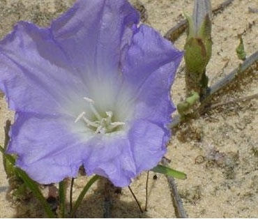 Florida Bonamia, Florida Ladys Nightcap