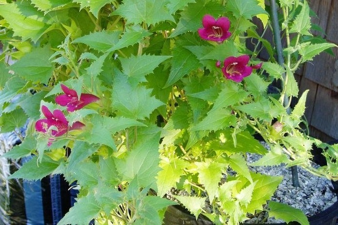 Snapdragon Vine Magic Dragon