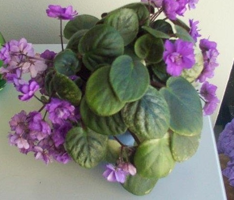 African Violet Sunrise Waltz