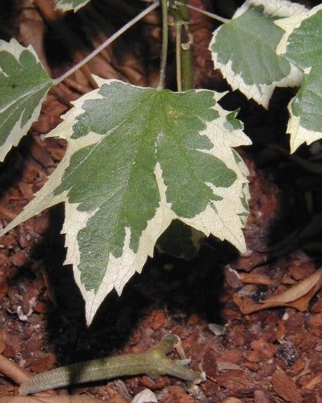 Abutilon, Flowering Maple Marginata