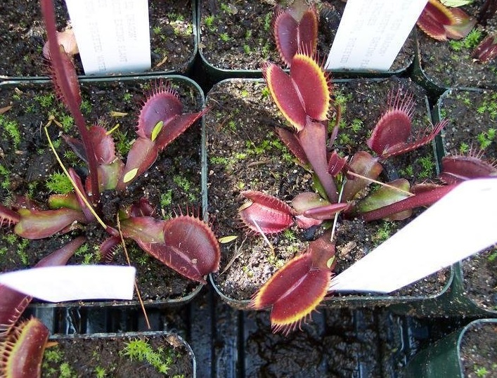 Dionaea, Venus Flytrap Akai Ryu