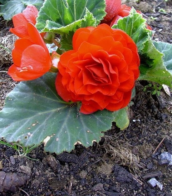 Begonia, Hybrid Tuberous Begonia Nonstop Deep Red