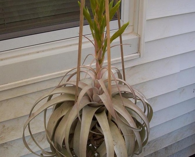 Tillandsia Bromeliad, Air Plant