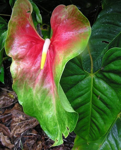 Anthurium, Obake Hybrid Obake