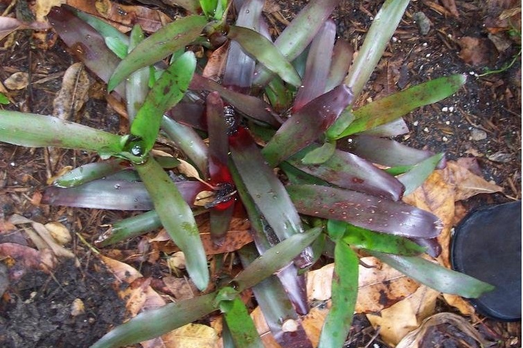 Neoregelia Bromeliad Brazil