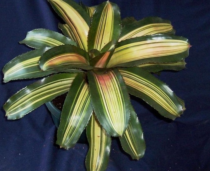 Neoregelia Bromeliad Yang