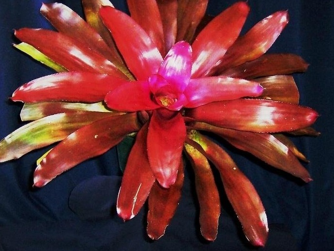Neoregelia Bromeliad Purple Star