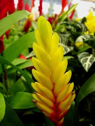 Vriesea Bromeliad Annie
