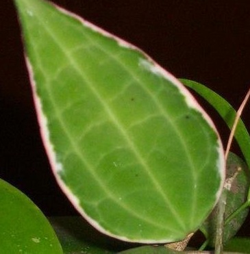 Hoya, Wax Plant, Porcelain Flower Variegata