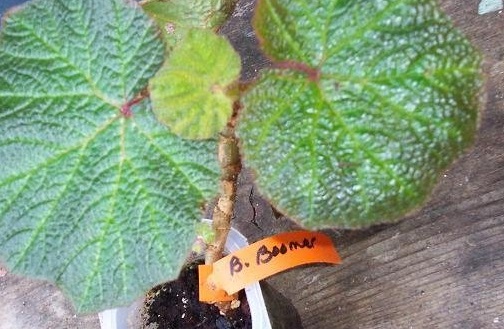 Begonia, Rhizomatous Begonia Boomer