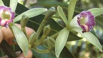 Species Orchid, Vanilla, Dillons Vanilla